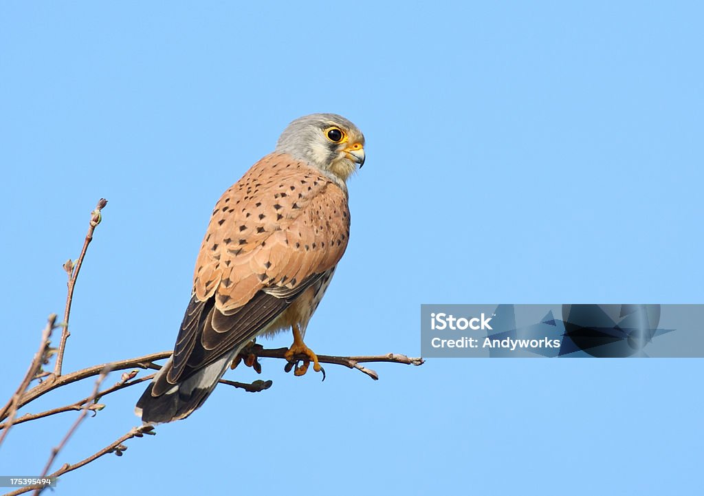 Männliche gemeinsamen Turmfalke (Falco tinnunculus) - Lizenzfrei Ast - Pflanzenbestandteil Stock-Foto