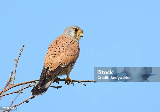 Männliche Gemeinsamen Turmfalke Stockfoto und mehr Bilder von Ast - Pflanzenbestandteil