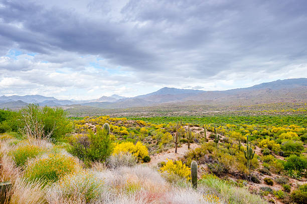 istock Steppe in Arizona, USA 175395612
