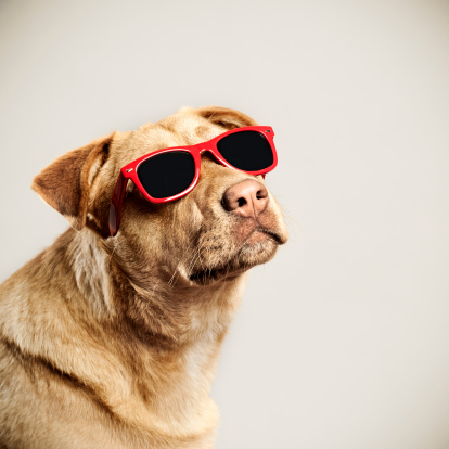 Portrait of a cool dog with a red sunglasses