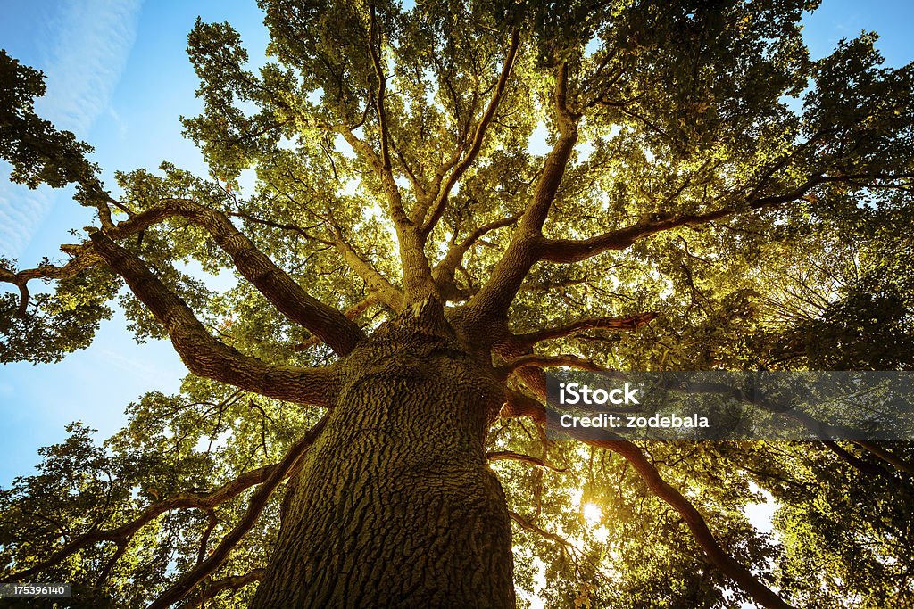 Großen grünen Baum im Frühling - Lizenzfrei Baum Stock-Foto