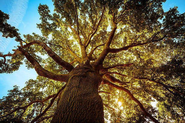 grand arbre de printemps vert - oak tree photos photos et images de collection
