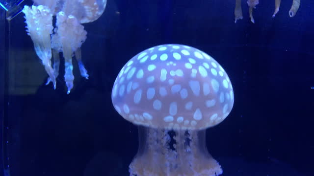 A jellyfish in aquarium tank