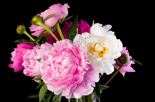 Bouquet of peonies in white and shades of pink.  Horizontal studio shot on black with shallow depth of field.