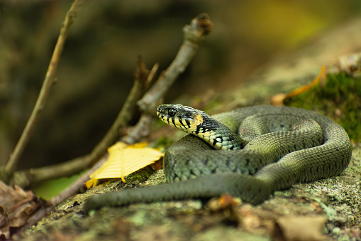 A large grass snake lying on a tree trunk, September day