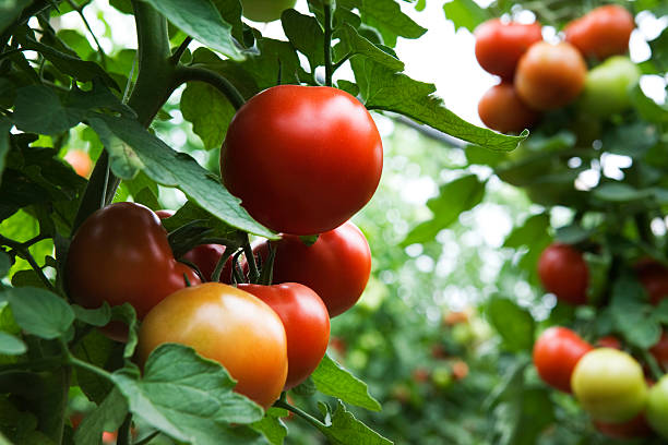field of organic tomatoes