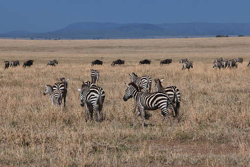 Zebra on safari in Kenia and Tanzania