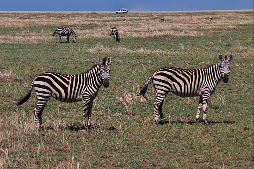 Herd of zebras in Etosha National Park