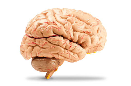Side view of the human brain on a white background