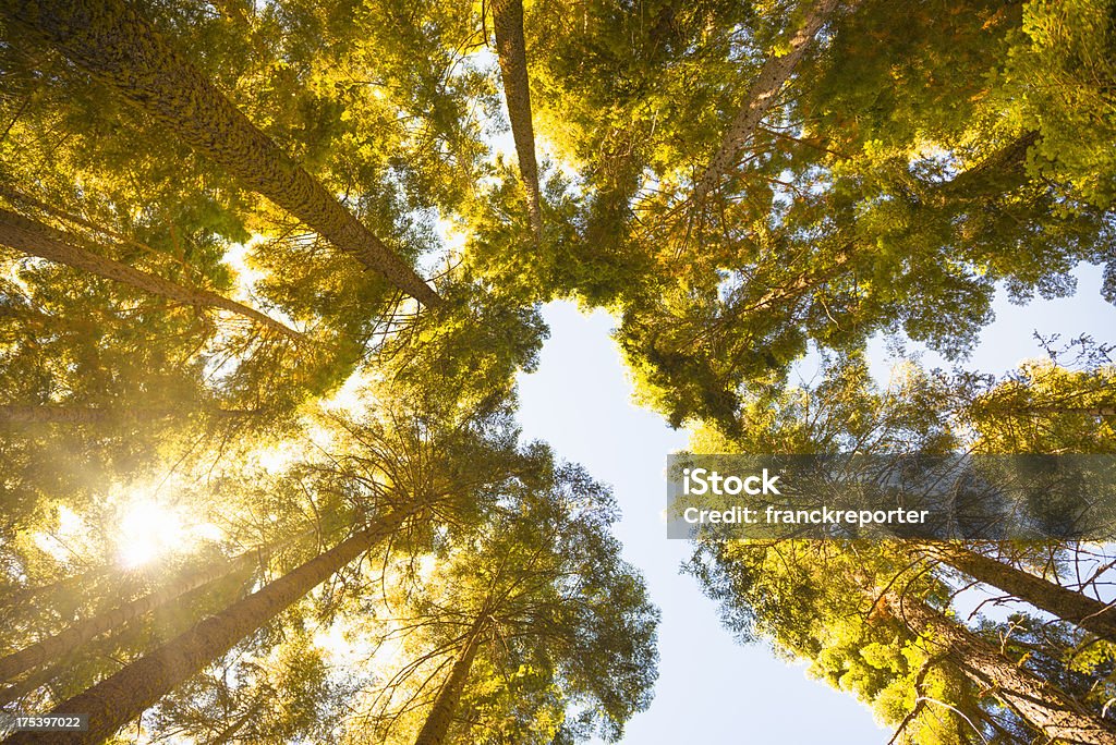 Sequia alberi in autunno parco nazionale - Foto stock royalty-free di Albero