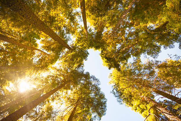 istock Sequia National Park tree in Autumn 175397022