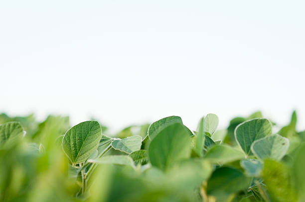 istock Color Image of Farm Crop, With Copy Space 175397041