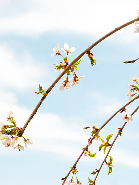 Flowering tree stock photo