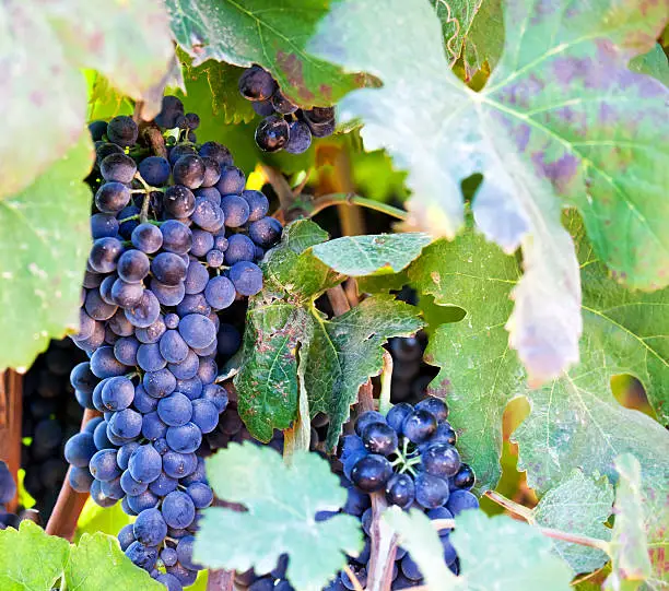 "Majorcan grapes, Manto Negro, ripe and ready for harvesting in the Binissalem district of Majorca. All Majorcan red wines must have a minimum of 50% of this grape in any wine that carries a guarantee of origin."