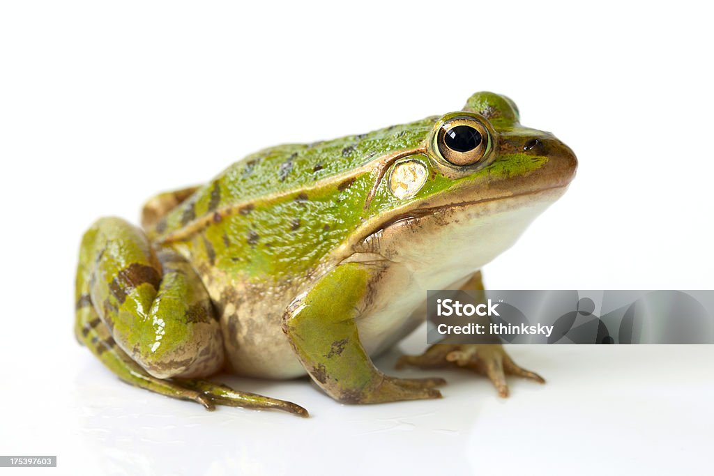 Frog Frog isolated on white background Frog Stock Photo