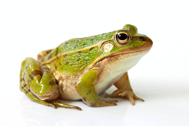 Frog Frog isolated on white background amphibian stock pictures, royalty-free photos & images
