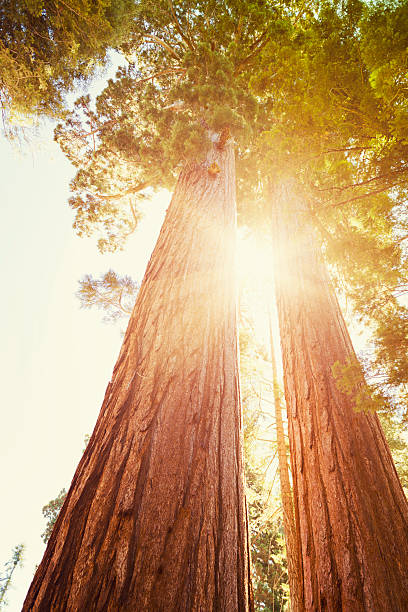 istock Old Sequia in the National Park tree - California 175397646