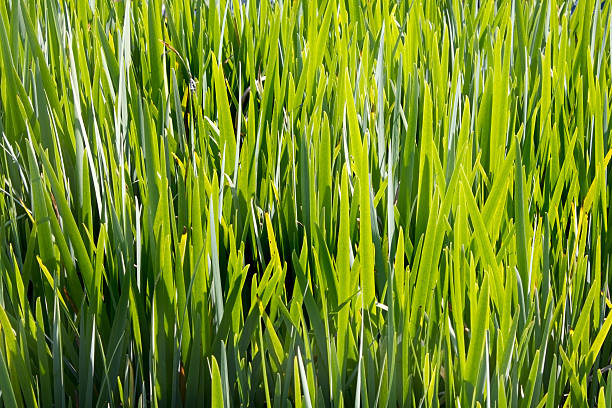 잔디 - long leaf grass blade of grass 뉴스 사진 이미지