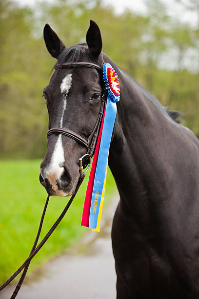 champion - best in show стоковые фото и изображения