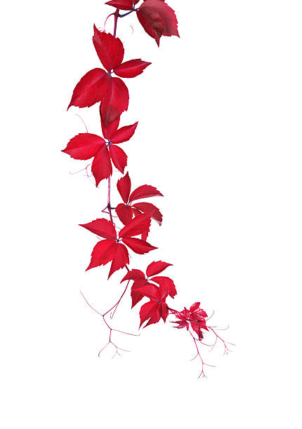 red wild vine - ivy vine isolated leaf - fotografias e filmes do acervo