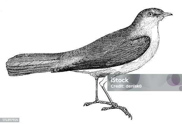 Nightingale Stock Illustration - Download Image Now - Nightingale - Bird, Bird, Engraved Image