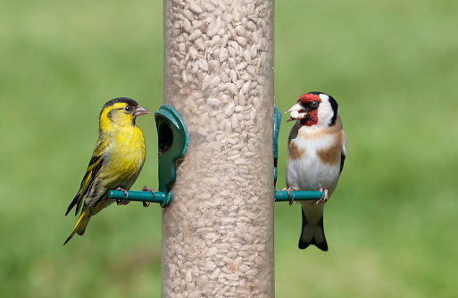 A male Siskin, 