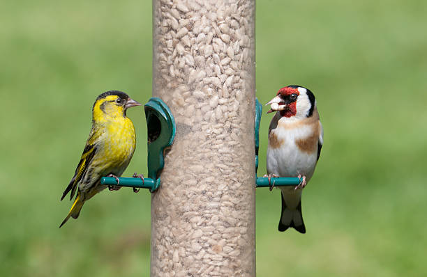 Male Siskin and Goldfinch on seed feeder stock photo