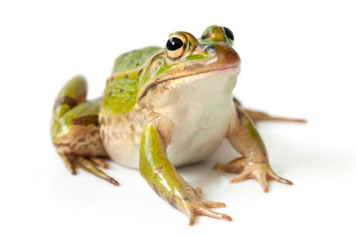 A Focus Stacked Close-up Image of a Green Frog Sitting on a Rock with an Out of Focus Green Background