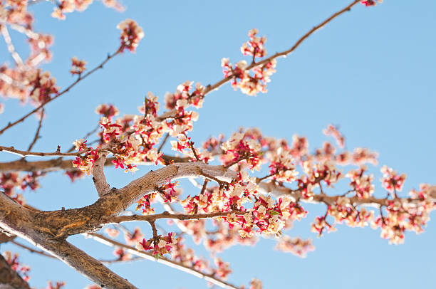 Blossoming tree stock photo