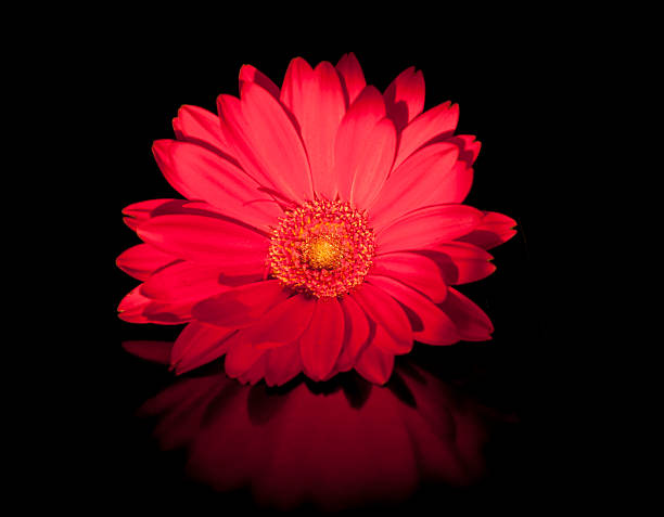 Red daisy stock photo