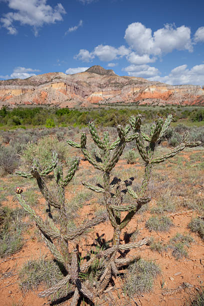 southwest badlands paesaggio di cactus - sonoran desert desert badlands mesa foto e immagini stock