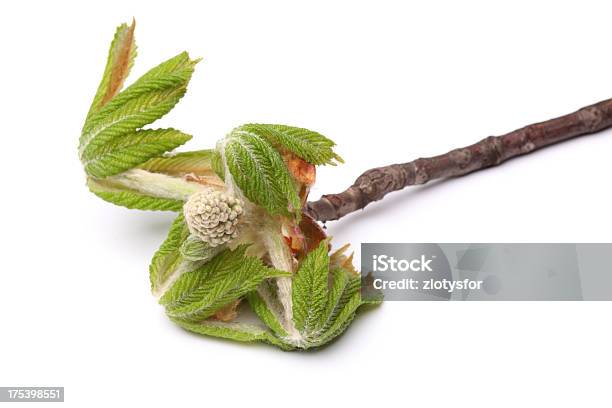Foto de De Chestnut Blossom e mais fotos de stock de Botão - Estágio de flora - Botão - Estágio de flora, Castanheiro, Crescimento