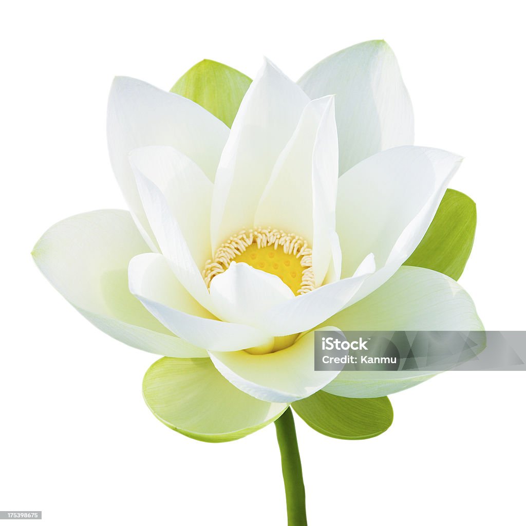 Singolo Fiore di loto - Foto stock royalty-free di Bianco