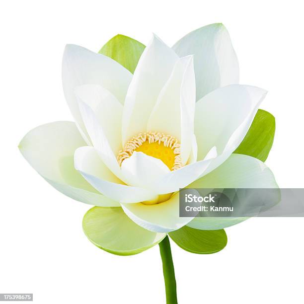 Singolo Fiore Di Loto - Fotografie stock e altre immagini di Bianco - Bianco, Fiore di loto, Bellezza naturale