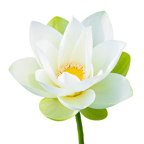 Single lotus flower stock photo