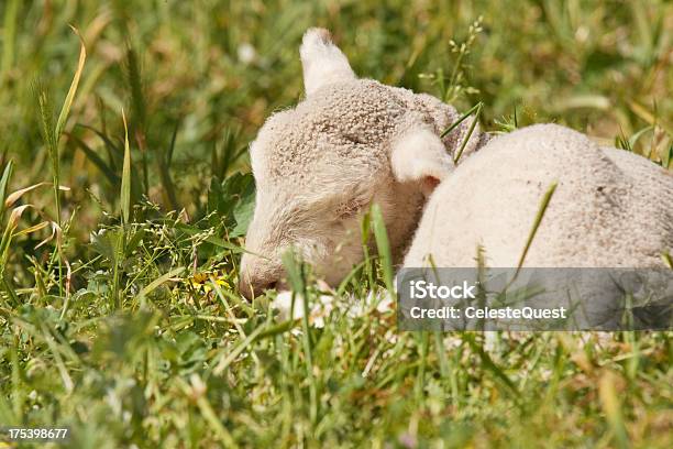 Tiny Lamb Sleeping Stock Photo - Download Image Now - Agricultural Field, Animal, Close-up