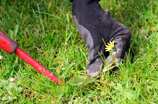 Pulling a dandelion from the lawn using a tool to loosen the taproot first.