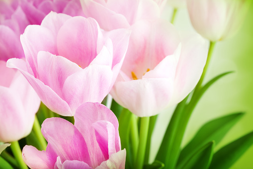 Bouquet of beautiful pink and white tulips