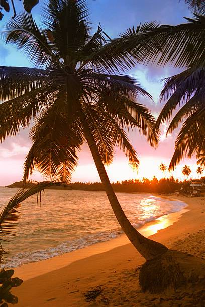 istock beach with palm in sunset - Unawatuna / Sri Lanka 175398717