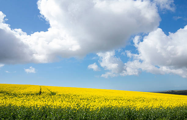 istock Field of yellow rape and a blue cumulus sky 175398947