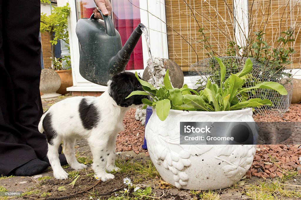 Many paws make light work! Pretty little spaniel puppy helps her owner water flowers in a large garden pot by sticking her nose under the water flow from the watering can. Animal Stock Photo