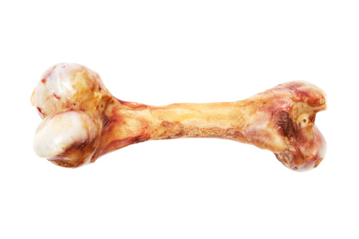 Large animal bone isolated on a white background. File contains clipping path.