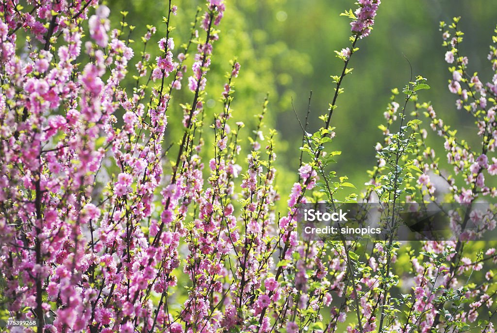 peach blossom - Lizenzfrei Ast - Pflanzenbestandteil Stock-Foto