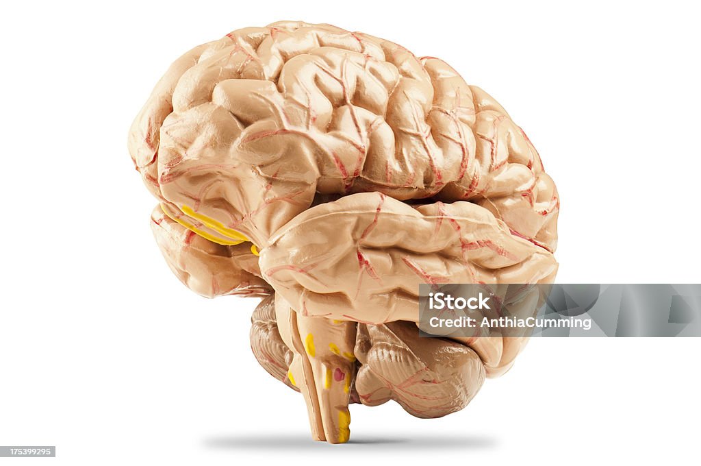 Vue de trois quart du cerveau humain sur fond blanc - Photo de Lobe libre de droits