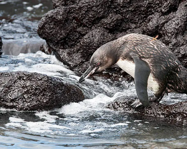 "A Galapagos Penguin deciding whether to enter the water at Urbina Bay, Isabela Island in the Galapagos"