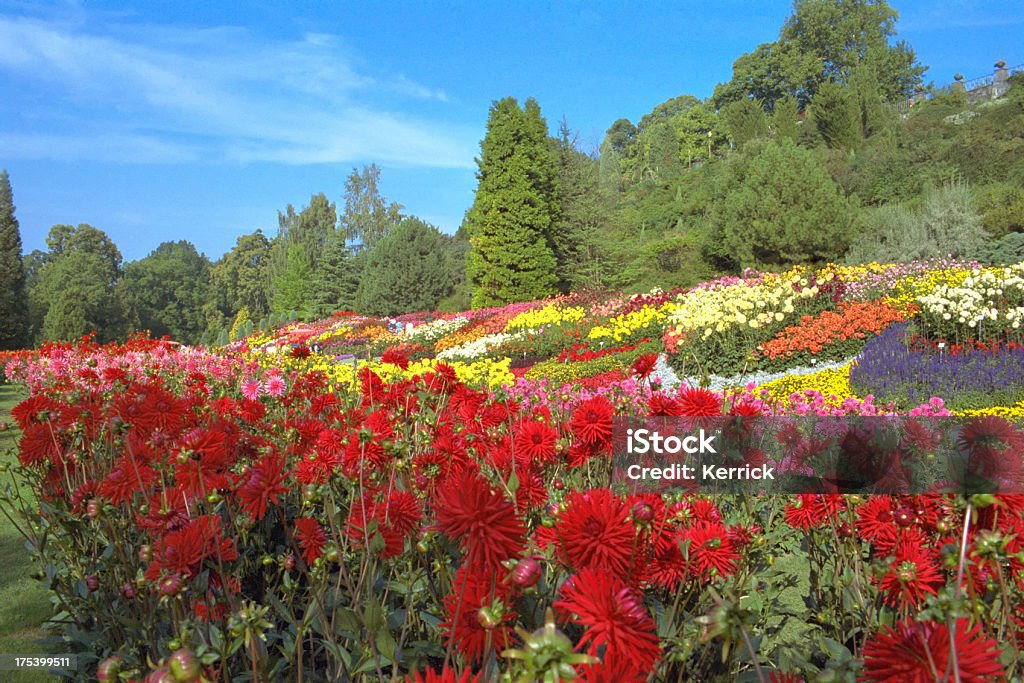 Dahlie Garten auf der Insel Mainau - Lizenzfrei Insel Mainau Stock-Foto