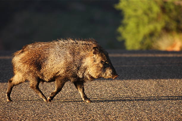 Javelina Pecari tajacu Peccary Animal "Lone wild javelina - Pecari tajacu - crosses the road at sunrise in search of food. Motion blur on moving parts.  The collared peccary has a strong resemblance to pigs. Like pigs, it has a snout ending in a cartilagenous disc, and eyes that are small relative to its head. Also like pigs, it uses only the middle two digits for walking, although, unlike pigs, the other toes may be altogether absent.  Peccaries are omnivores, and will eat small animals, although their preferred food consists of roots, grass, seeds, fruit, and cacti - particularly prickly pear cacti.  They have a distinct obnoxious body odor that can be detected upon approaching them - often this betrays their presence before seeing them.  Yavapai County, Arizona, 2012." javelina stock pictures, royalty-free photos & images
