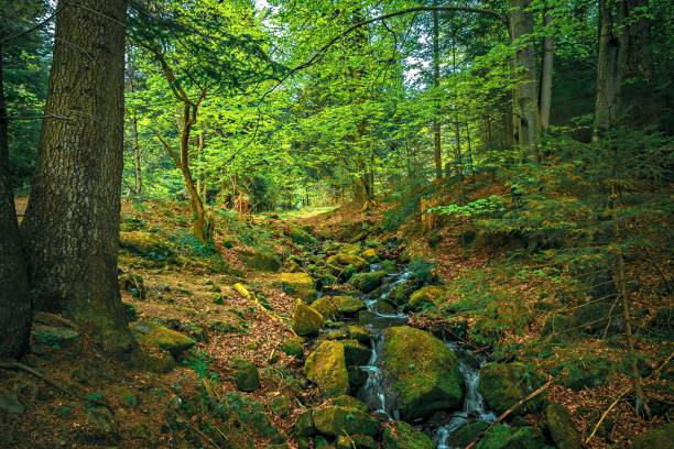 Tranquil woodland with lush foliage, greenery, and old-growth trees.