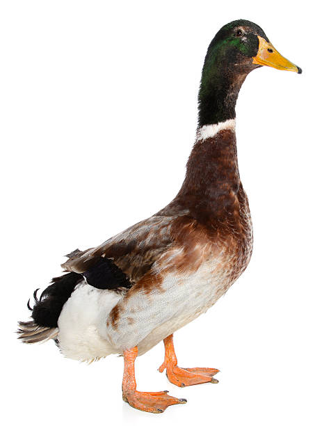 duck duck drake male duck photos stock pictures, royalty-free photos & images