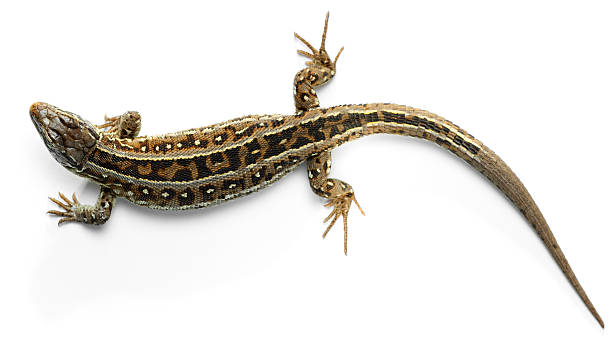 Lizard Lizard reptile feet stock pictures, royalty-free photos & images